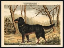 Gordon Setter Dog – Antique Print 1885 L’Acclimatation Illustrée Brussels