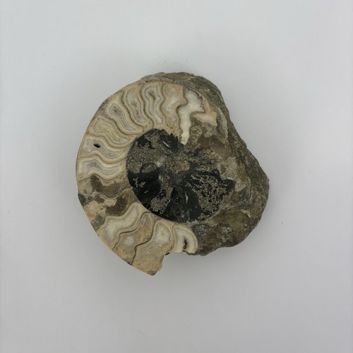 Ammonite fossil cut and - ammonite?,
