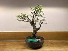 Cork Bark Elm Bonsai Tree
