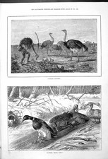 Antique Old Print Man Dressed