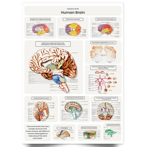 Human brain anatomy - anatomy, poster