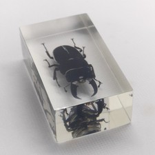 Lesser Stag Beetle Real Insect