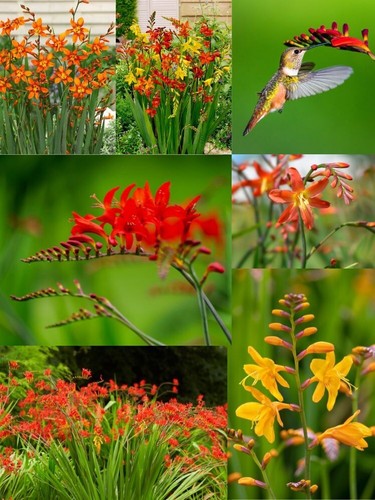 Crocosmia summer flowering - summer,
