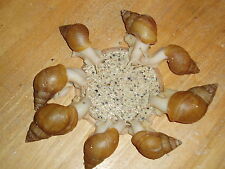 GIANT AFRICAN LAND SNAIL FOOD MIX (100g).