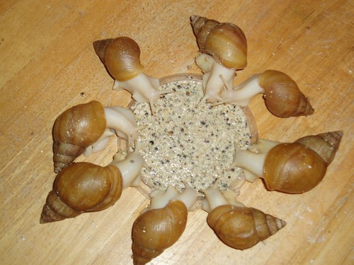 Giant african land - african, food