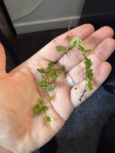 Oak leaf creeping fig - x3, (