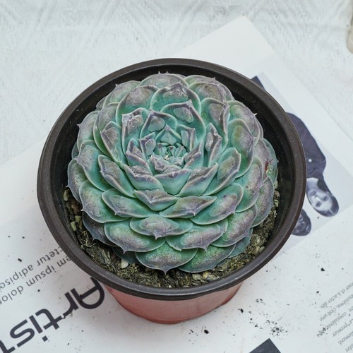 Echeveria mexico tears - echeveria,