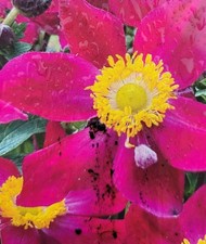 Anemone Fantasy Ariel Japanese