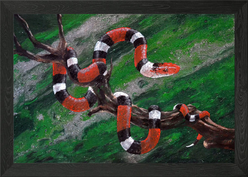 Milk snake framed - milk,