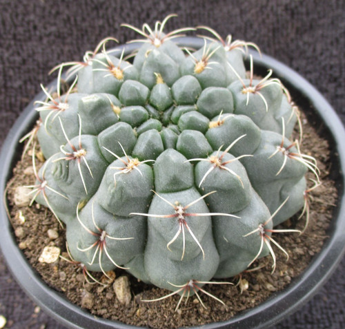 Gymnocalycium baldianum - gymnocalycium, baldianum-