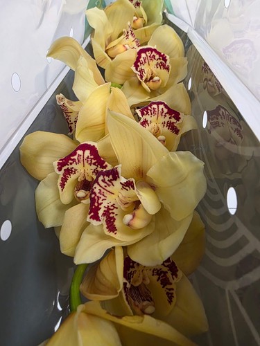 Farm fresh orchid cymbidium - farm,