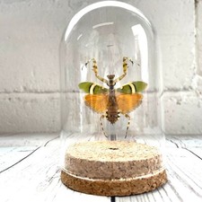 Banded Flower Mantis (Theopropus elegans) Insect Glass Bell Dome Display Jar