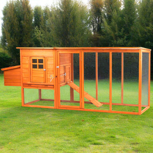 Extra large hen - large, house