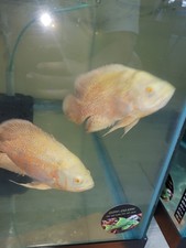 Albino Tiger Oscar Fish