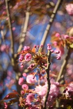 Helios-44-2 58mm f/2 – M42