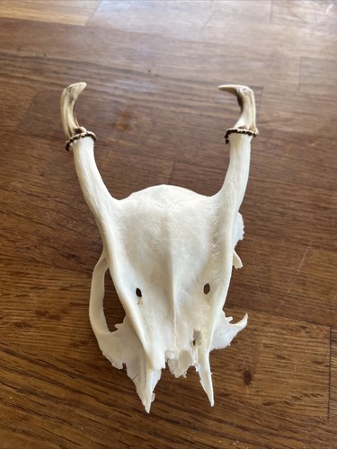 Muntjac skull taxidermy - muntjac, deer