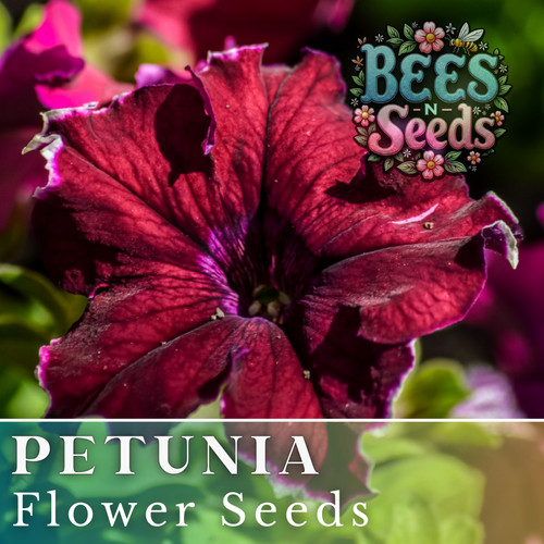 1000 scarlet velvet petunia - 1000+,