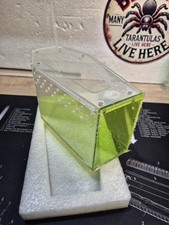 Acrylic Jumping Spider