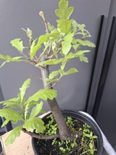 Chunky oak bonsai - oak,