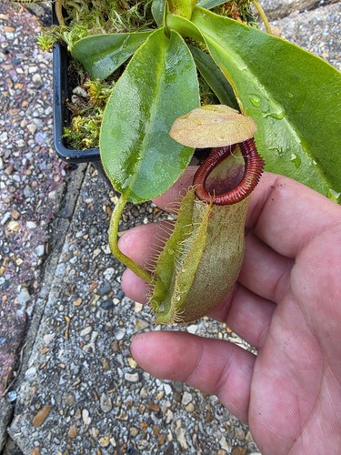Nepenthes spathulata x - nepenthes, n.