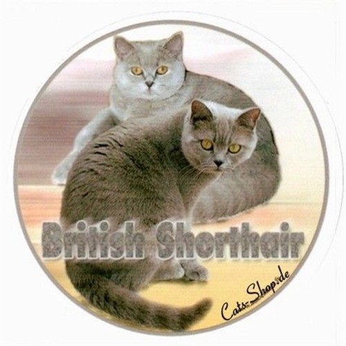 Sticker british shorthair - sticker,