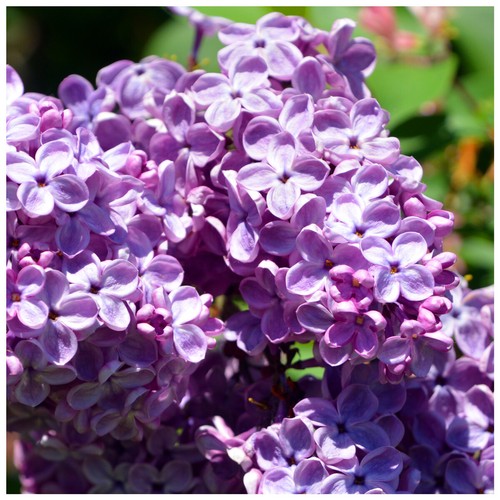 Syringa vulgaris common - syringa,