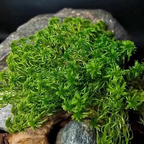 Live sphagnum moss - for, growing