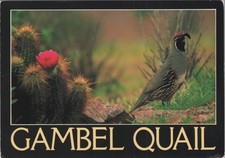 Gambel Quail James Tallon