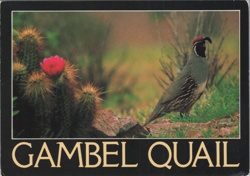 Gambel quail james - gambel,