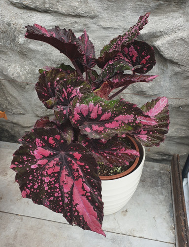 Begonia macarena - begonia,