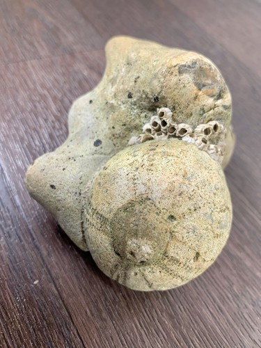 Echinoid marine fossil sea - echinoid, fossil,
