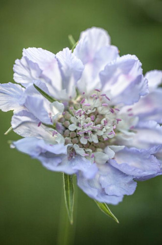 Scabious caucasica perfection - scabious,