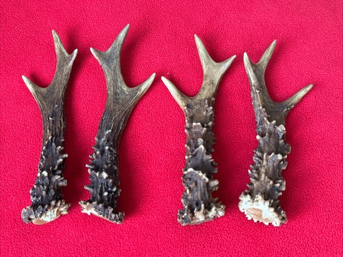 Pairs fancy roe deer - 2,