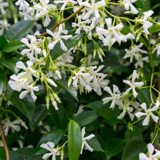 3 Star Jasmine Plants / Trachelospermum Jasminoides in 9cm Pots Fragrant Flowers