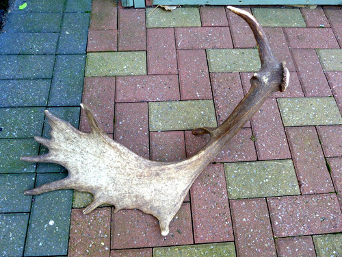 Fallow deer antler stick - fallow,