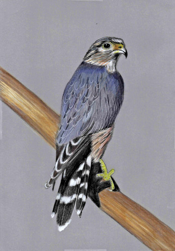 Original coloured pencil