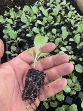 Earliest of all cabbage  Plugs Plants X6 Ready to Plant  , Letterbox Friendly