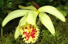 1x Pleione Shantung Ducat