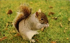 Grey Squirrel eating  nuts-1960s postcard