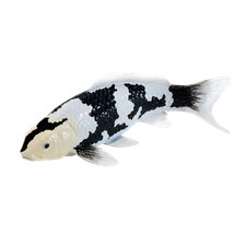 Koi Carp Shiro Utsuri Toy Realistic Fish Figurine