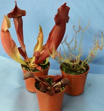 3 CARNIVOROUS PLANTS