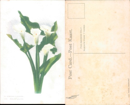Arum lilies flowers plants - arum,