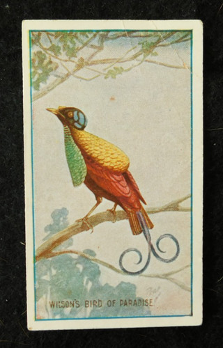 Bird paradise sniders - bird, of