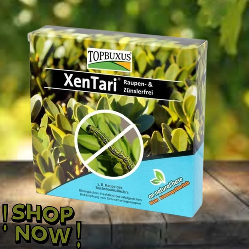 Topbuxus xentari boxwood - xentari,
