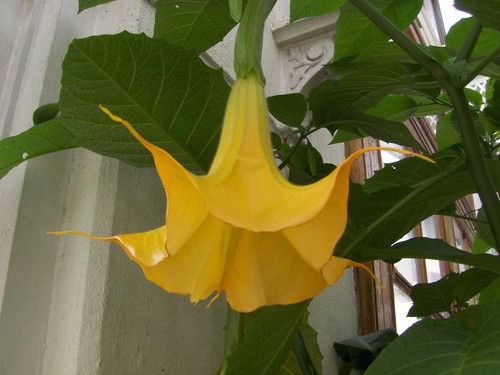 Brugmansia yellow orange - brugmansia,