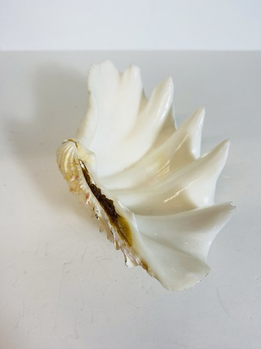 Giant white fluted - fluted, ruffled