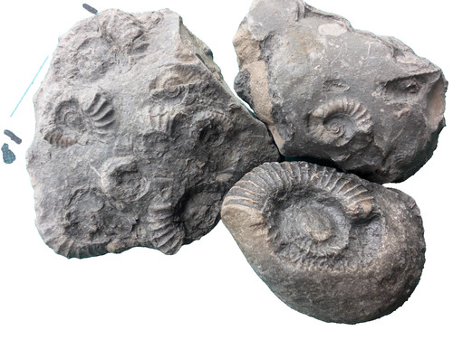 Jurassic ammonite fossil set - ammonite,