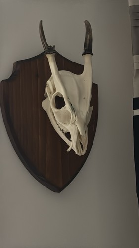 Muntjac deer skull head wall - skull,