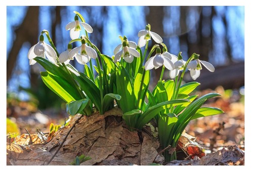 Single snowdrop bulbs - single,