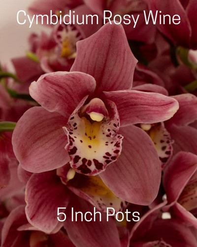 Cymbidium rosy wine blooming - wine,,